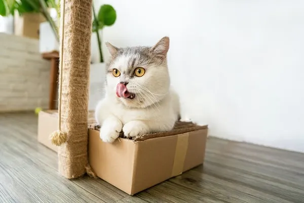 drapak dla kota z kartonu
