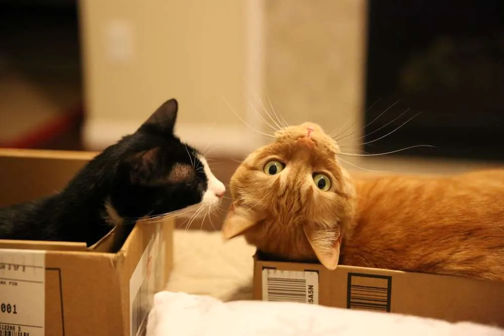 koty w kartonie, kot w kartonie, kot w tekturowym pudełku