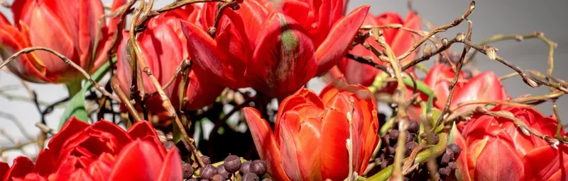 Bukiet tulipanów czerwonych