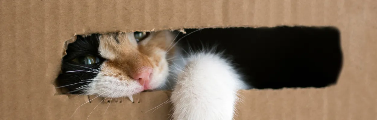 Kot wyglądający przez otwór w kartonie