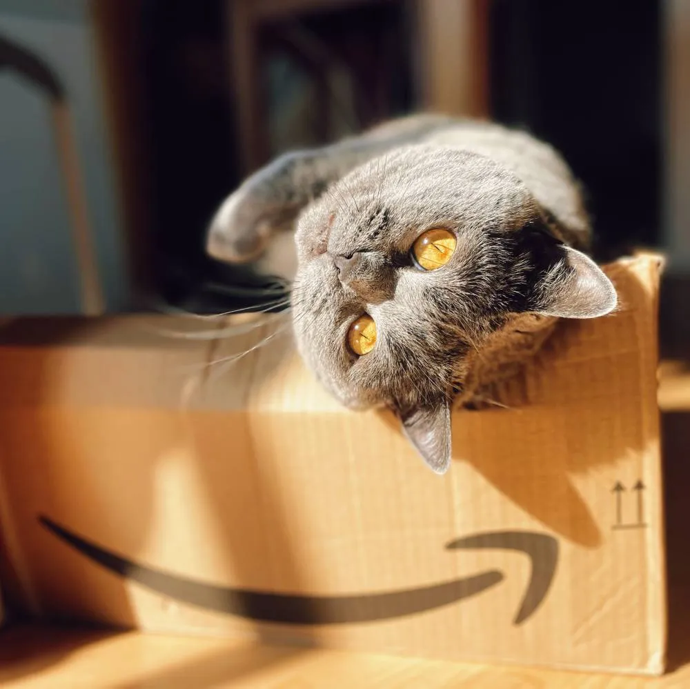 kot w pudełku kot w kartonie wylegujący się kot