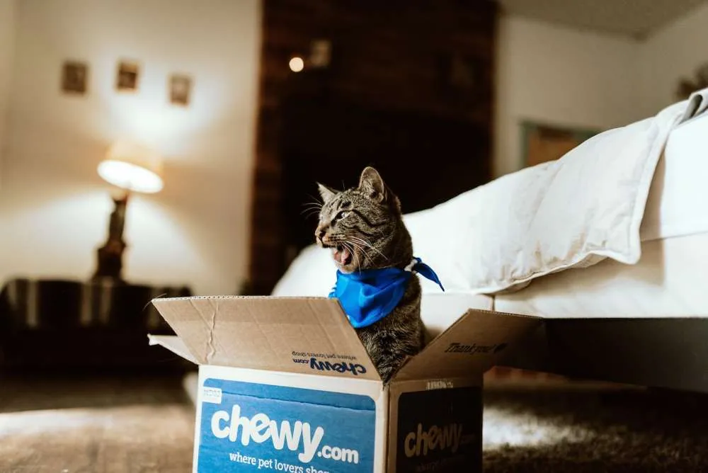 kot.w kartonie, koty w pudełku
