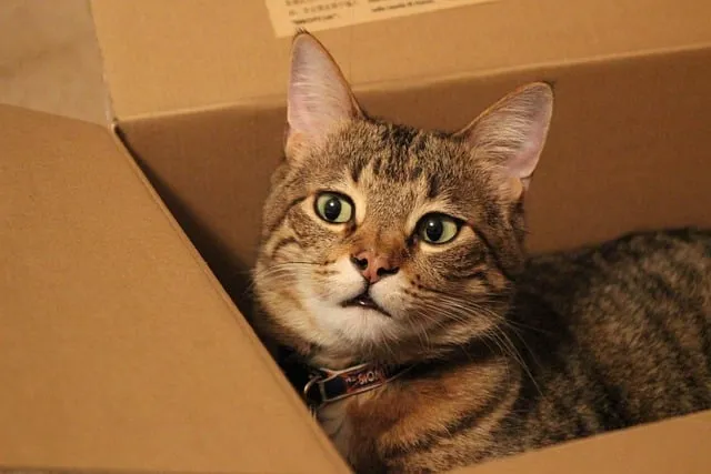 kot kot w pudełku karton dla kota