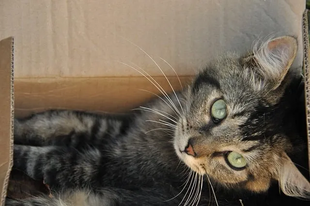 Kot w pudełku – dlaczego koty lubią pudełka?