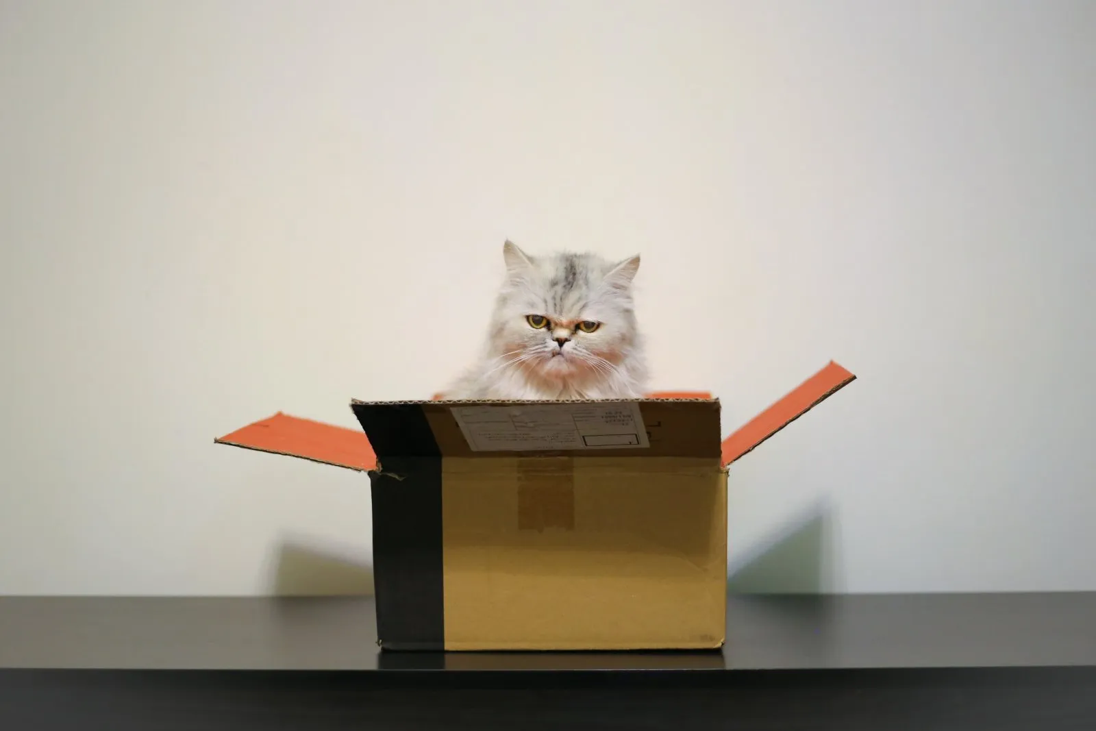 nie kupuj kota w worku, pudełka, pudełka z klapami, otwarte pudełko, kot w pudełku